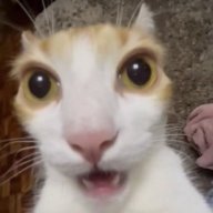 gonqi