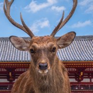 TheDeerOne2003