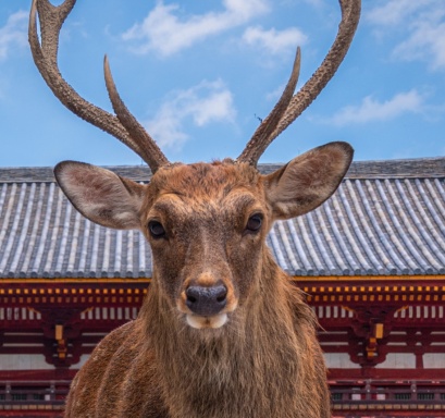 TheDeerOne2003