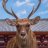TheDeerOne2003